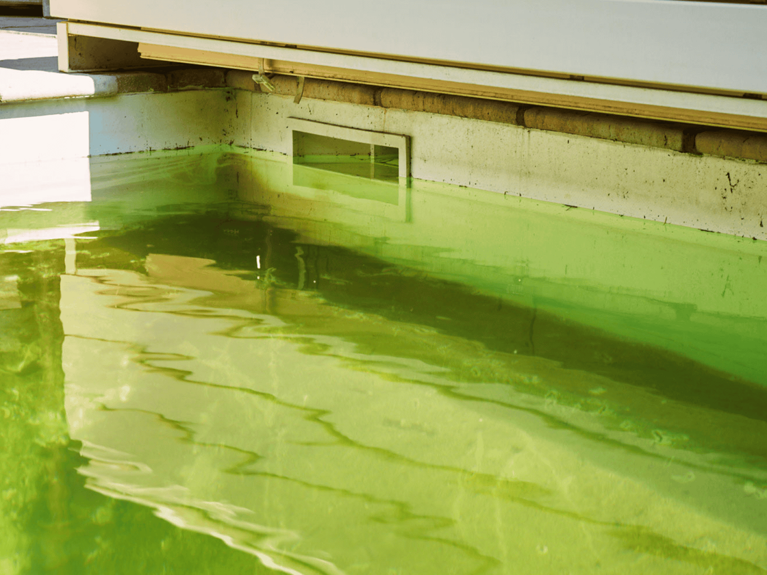 Algues-verte-parois_Gallery.png