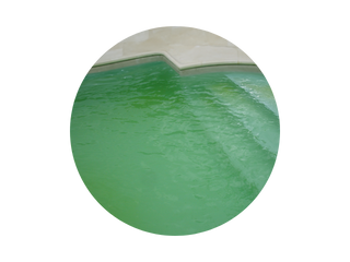 Algues Piscine